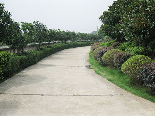 雅园林荫小道